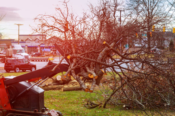 How Our Tree Care Process Works  in  Northford, CT